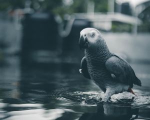 Preview wallpaper parrot, bird, gray, water