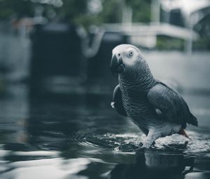 Preview wallpaper parrot, bird, gray, water