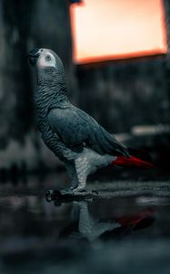 Preview wallpaper parrot, bird, gray, neon