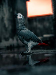 Preview wallpaper parrot, bird, gray, neon