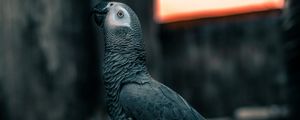 Preview wallpaper parrot, bird, gray, neon