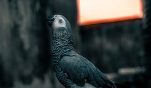 Preview wallpaper parrot, bird, gray, neon