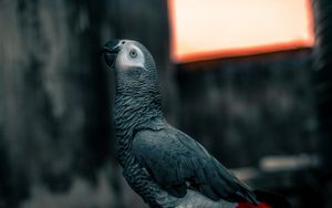 Preview wallpaper parrot, bird, gray, neon