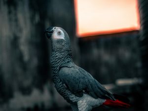 Preview wallpaper parrot, bird, gray, neon