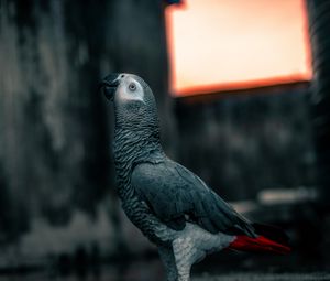 Preview wallpaper parrot, bird, gray, neon