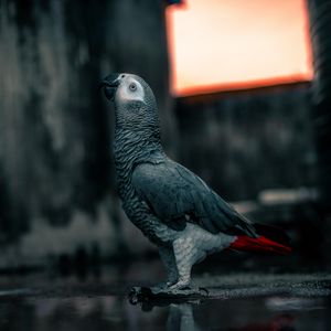 Preview wallpaper parrot, bird, gray, neon