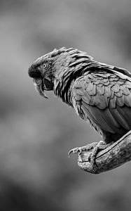 Preview wallpaper parrot, bird, gray, bw