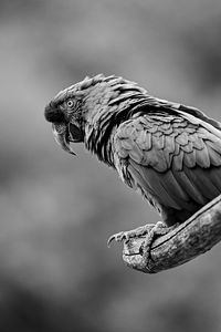 Preview wallpaper parrot, bird, gray, bw