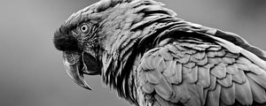 Preview wallpaper parrot, bird, gray, bw