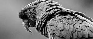 Preview wallpaper parrot, bird, gray, bw