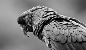 Preview wallpaper parrot, bird, gray, bw