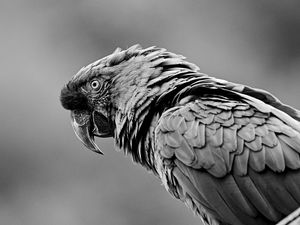 Preview wallpaper parrot, bird, gray, bw