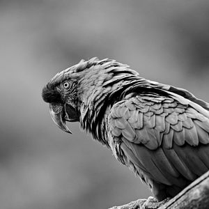 Preview wallpaper parrot, bird, gray, bw