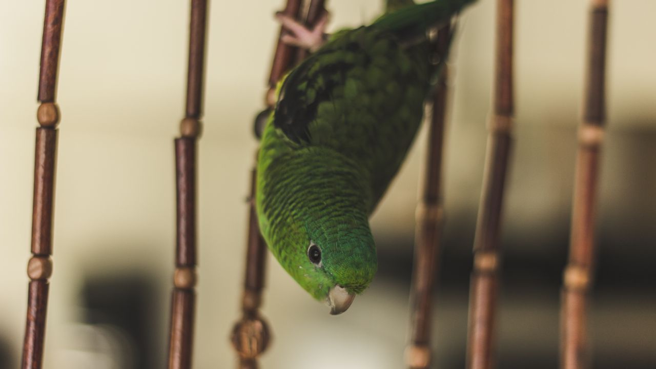 Wallpaper parrot, bird, green, cage