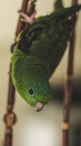 Preview wallpaper parrot, bird, green, cage