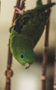 Preview wallpaper parrot, bird, green, cage