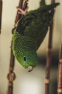 Preview wallpaper parrot, bird, green, cage