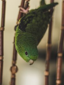 Preview wallpaper parrot, bird, green, cage