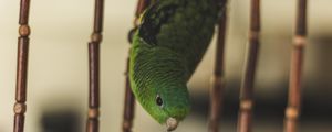 Preview wallpaper parrot, bird, green, cage