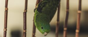 Preview wallpaper parrot, bird, green, cage