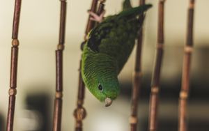 Preview wallpaper parrot, bird, green, cage