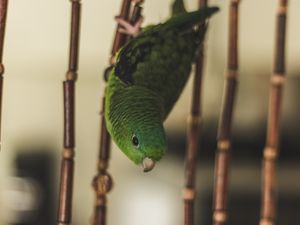 Preview wallpaper parrot, bird, green, cage