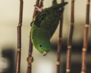 Preview wallpaper parrot, bird, green, cage