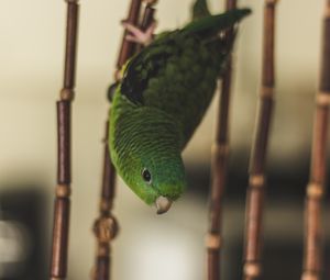 Preview wallpaper parrot, bird, green, cage