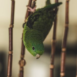 Preview wallpaper parrot, bird, green, cage