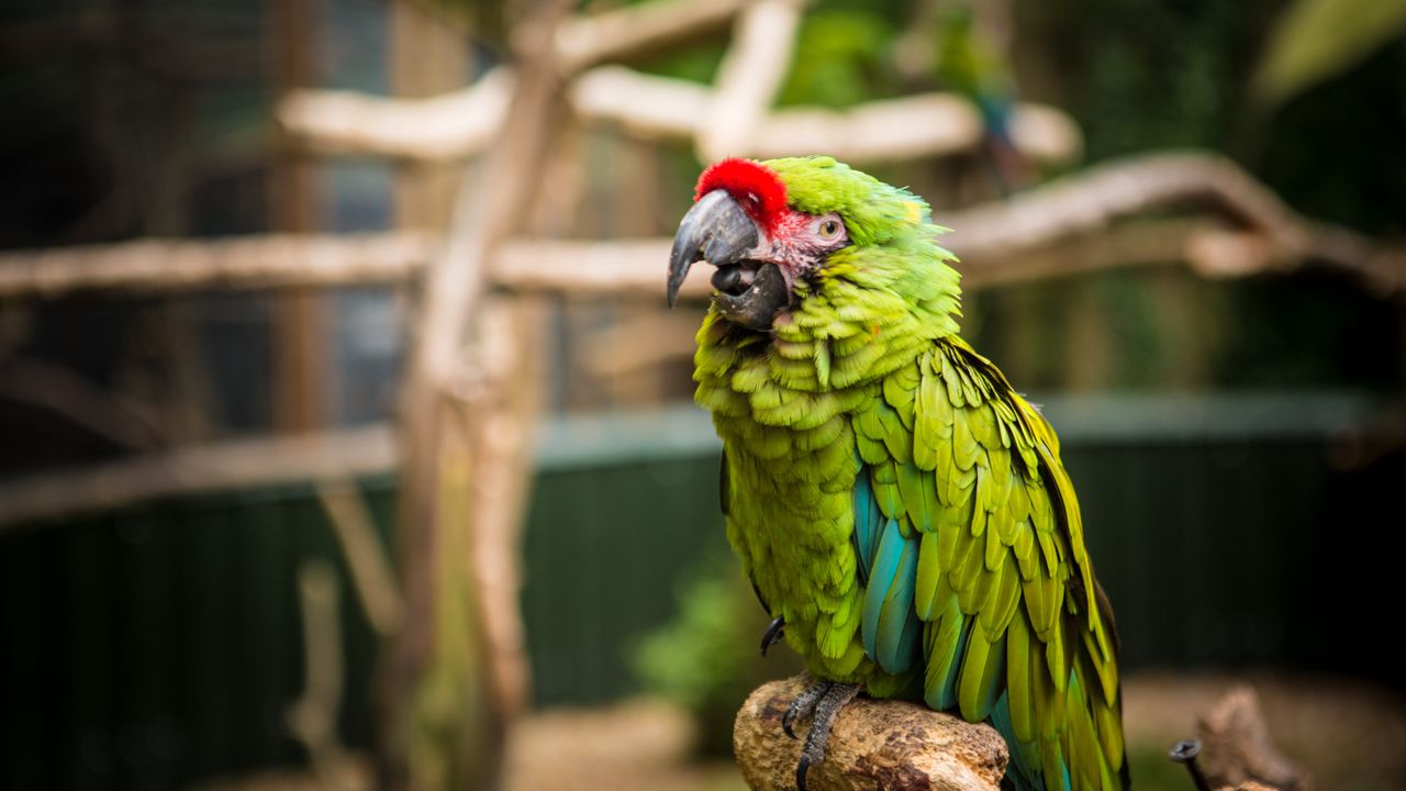 Wallpaper parrot, bird, green
