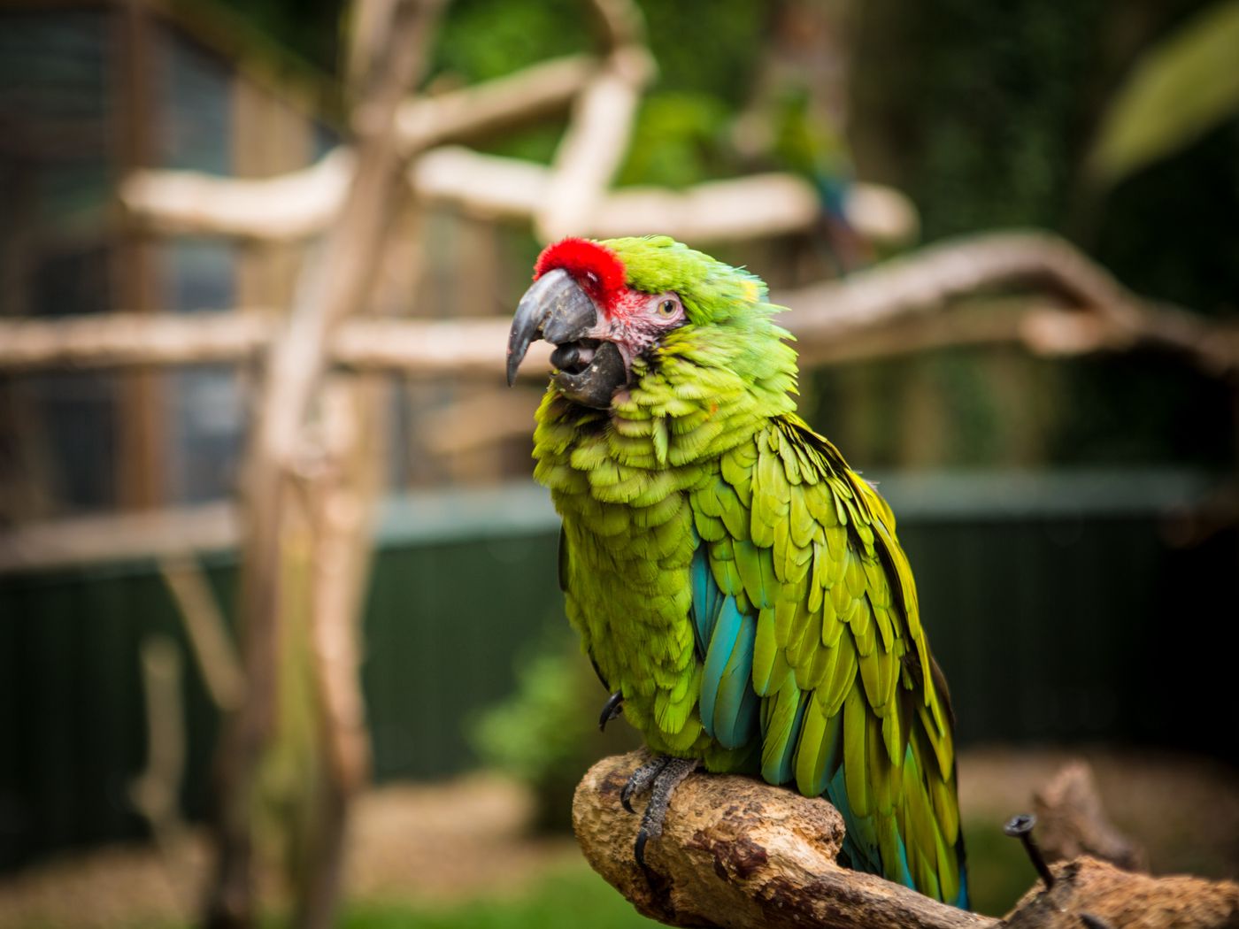 Download wallpaper 1400x1050 parrot, bird, green standard 4:3 hd background