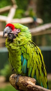 Preview wallpaper parrot, bird, green