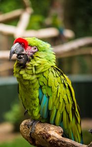 Preview wallpaper parrot, bird, green