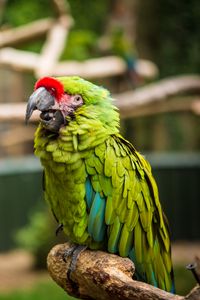 Preview wallpaper parrot, bird, green