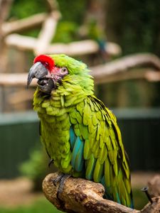 Preview wallpaper parrot, bird, green