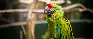 Preview wallpaper parrot, bird, green