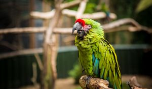 Preview wallpaper parrot, bird, green