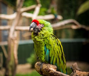 Preview wallpaper parrot, bird, green