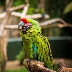 Preview wallpaper parrot, bird, green
