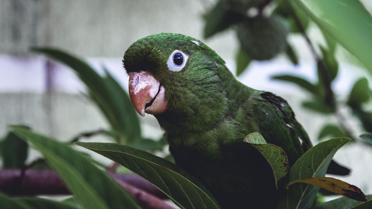 Wallpaper parrot, bird, green, leaves, beak
