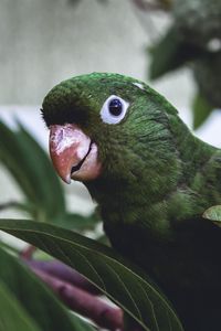 Preview wallpaper parrot, bird, green, leaves, beak