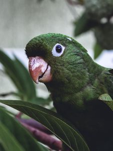 Preview wallpaper parrot, bird, green, leaves, beak