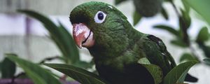 Preview wallpaper parrot, bird, green, leaves, beak