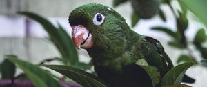 Preview wallpaper parrot, bird, green, leaves, beak