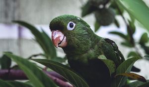 Preview wallpaper parrot, bird, green, leaves, beak