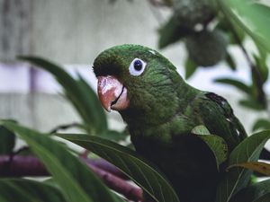 Preview wallpaper parrot, bird, green, leaves, beak