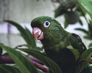 Preview wallpaper parrot, bird, green, leaves, beak