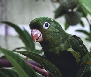 Preview wallpaper parrot, bird, green, leaves, beak