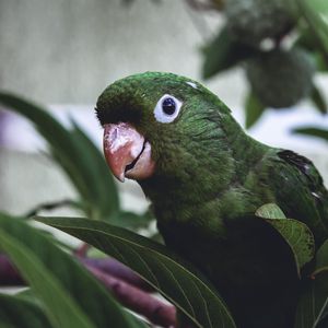 Preview wallpaper parrot, bird, green, leaves, beak