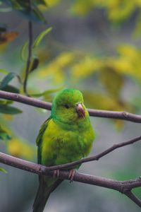 Preview wallpaper parrot, bird, green, branch